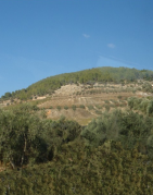 Battle of Mount-Tabor