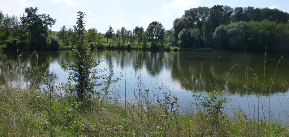 Étang près de Telnitz Un étang près de Telnitz