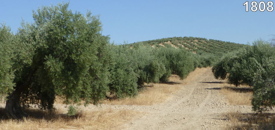 La colline Haza Walona près de Bailén
