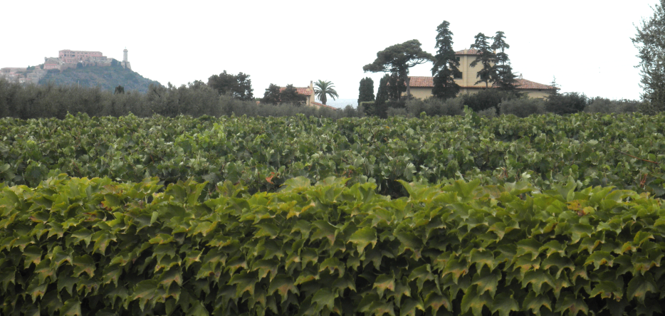 Vineyards of Tenuta La Chiusa