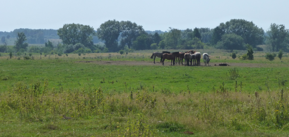 Le champ de bataille près de Kutschitten