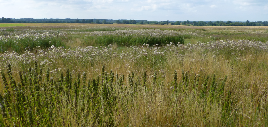 The battlefield near Postehnen