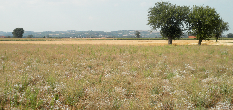 Le champ de bataille à Marengo