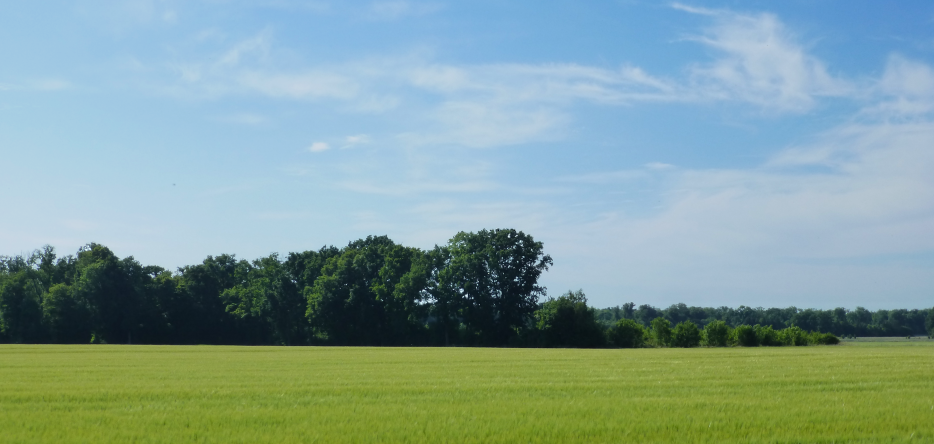 The Ajou woods, north of the battlefield The Bois d'Ajou, north of the battlefield