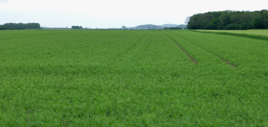 La plaine d'Athies