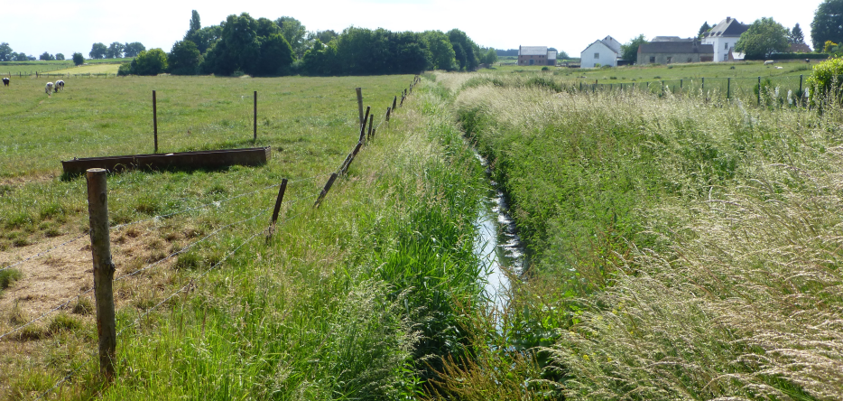 Le ruisseau La Ligne, près de Saint-Amand