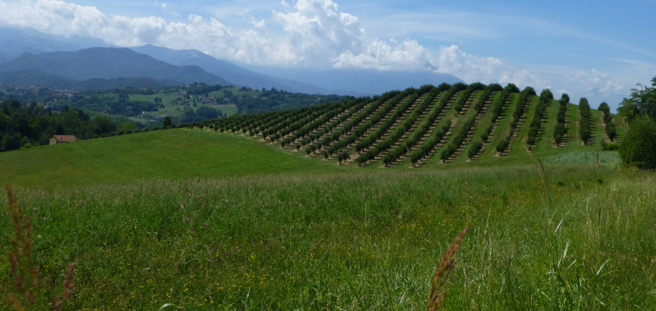 The place called Bricchetto, between Vicoforte and Mondovì The Bricchetto, between Vicoforte et Mondovì