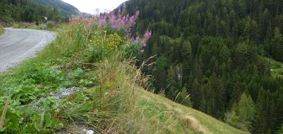 The ravine on the right of the old road leading to Proz