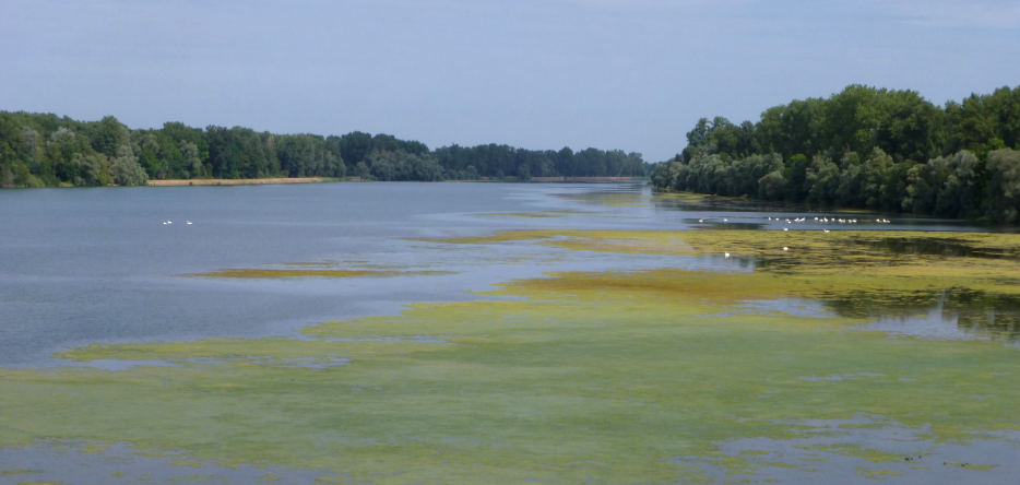Le Rhin, au niveau d'Obenheim Le Rhin au niveau d'Obenheim