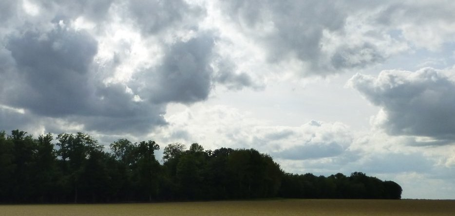 Le bois de Beaumont, au sud-ouest de Vauchamps