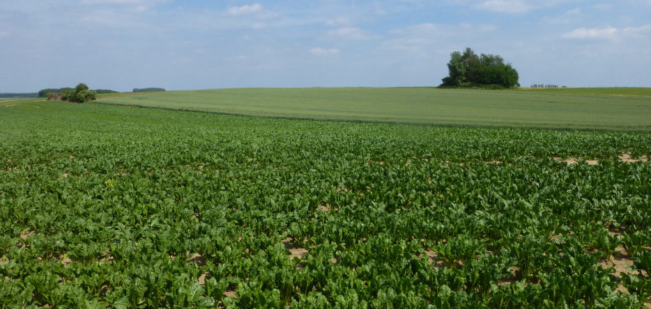 Emplacement probable de la Grande Batterie