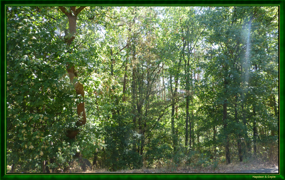 The forest of Lamboy, view 1