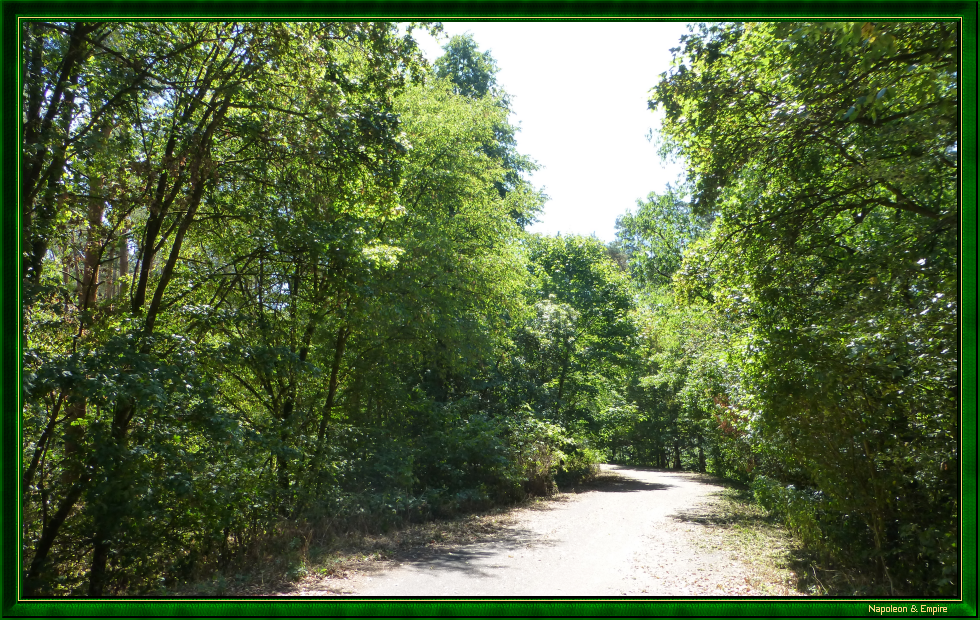 Path in the forest of Lamboy