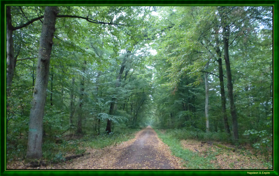 A path in the forest of Lamboy