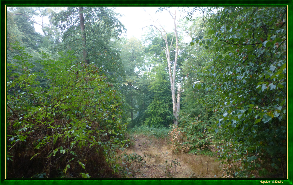 A clearing in the forest of Lamboy