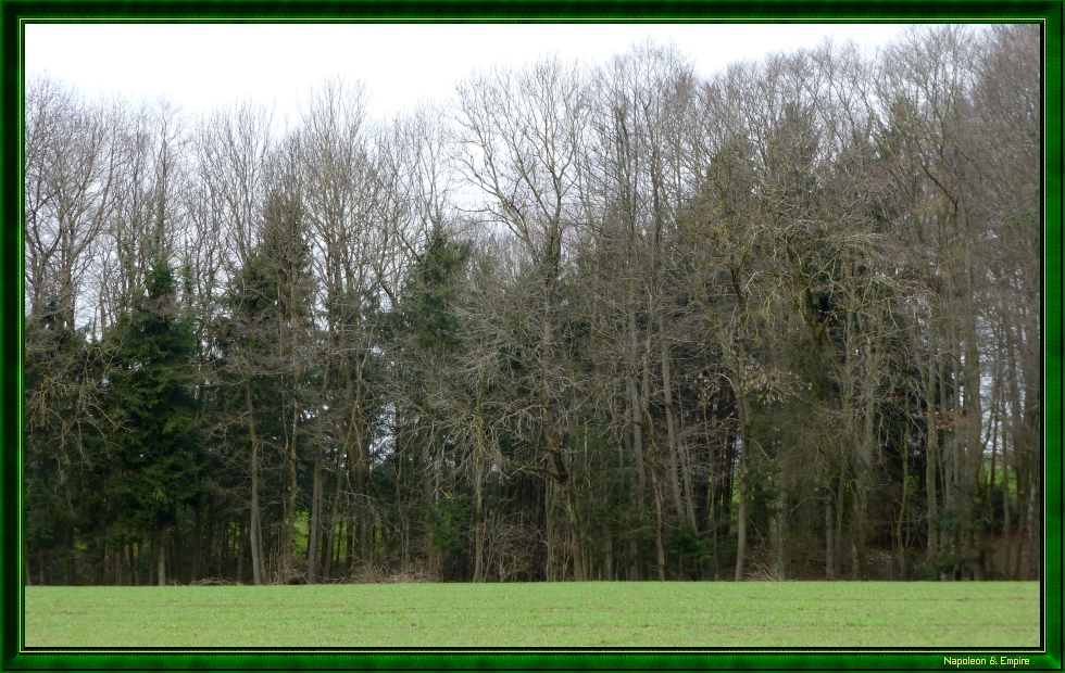 Bois aux environs d'Hohenlinden (vue numéro 3)