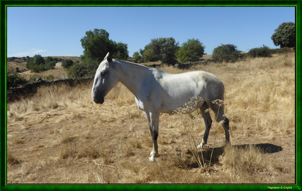 A horse near El Bodón