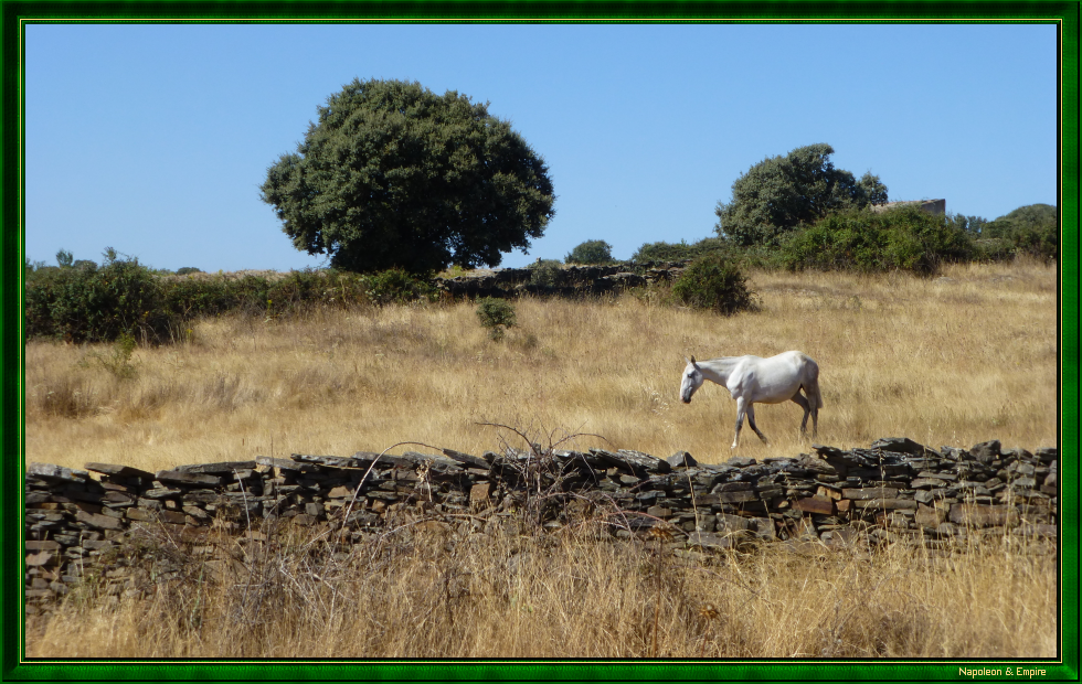 Cheval près d'El Bod&oacute;n