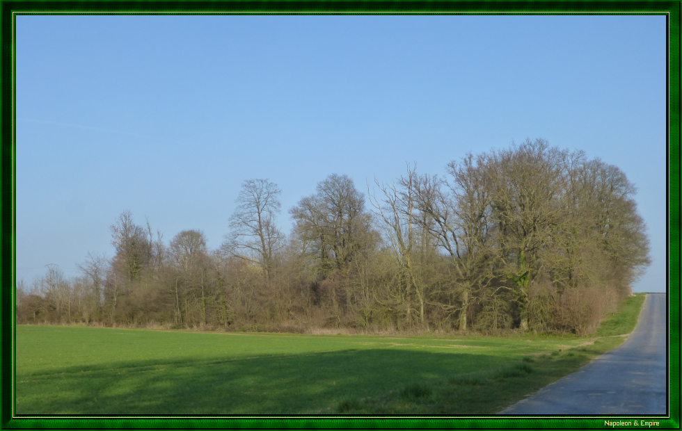 Gallows wood