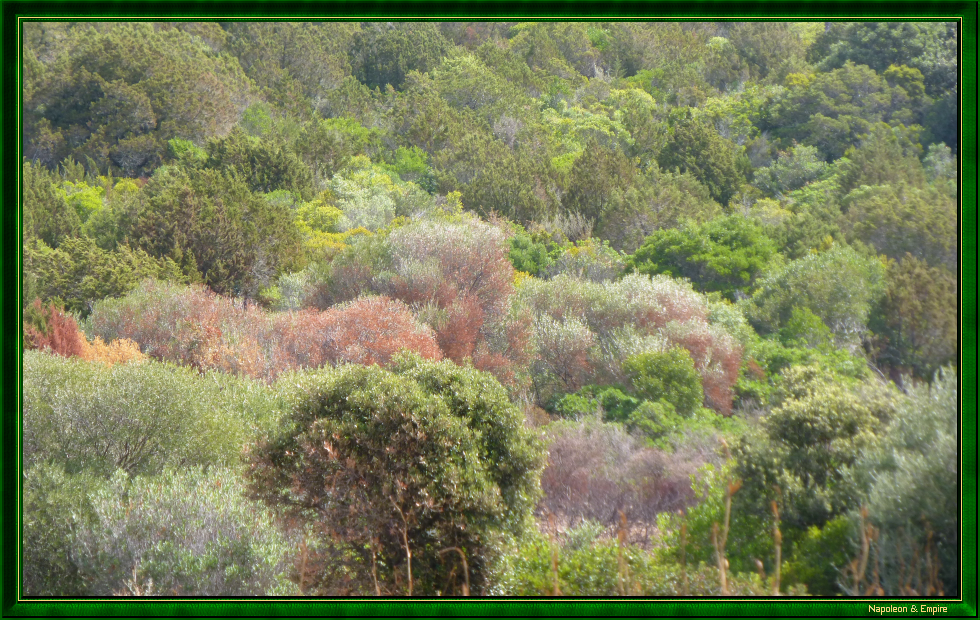 View of the Corsican maquis