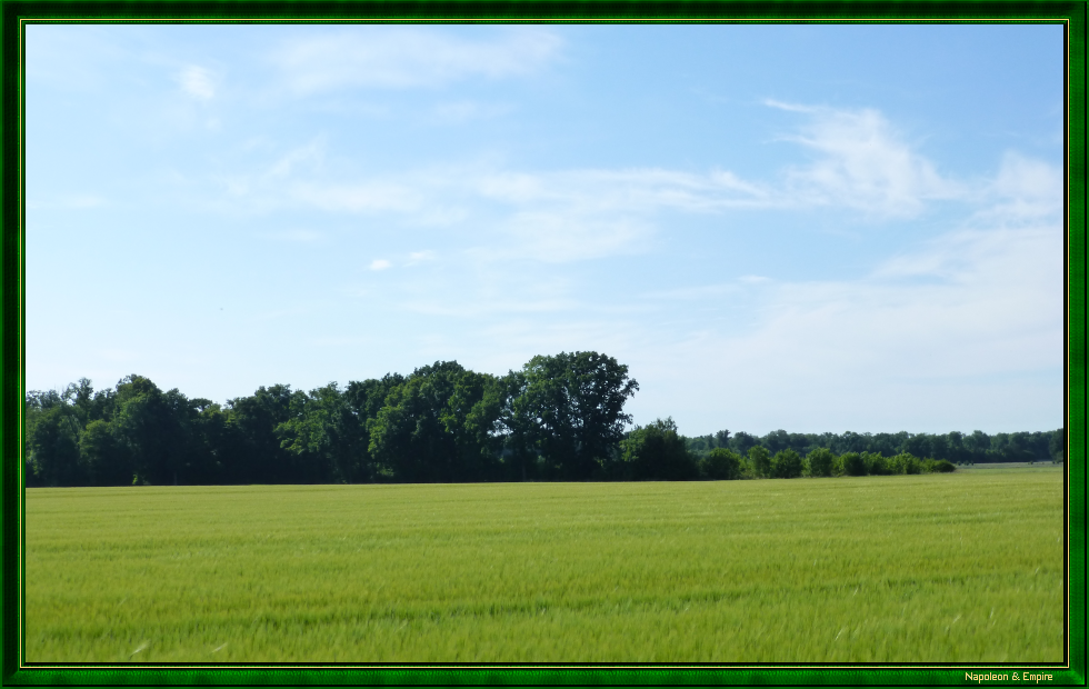 D'Ajou wood
