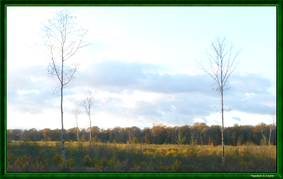 Soulaisnes wood