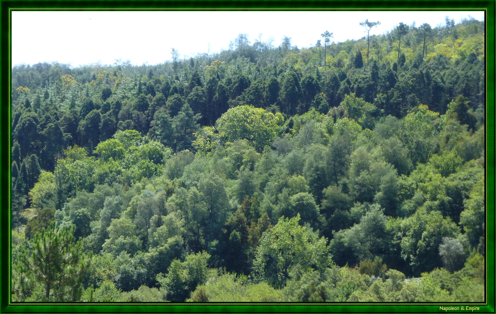 Buçaco Forest, view 1