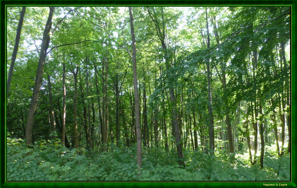 Forest in Eylau